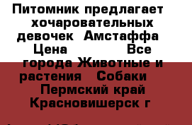 Питомник предлагает 2-хочаровательных девочек  Амстаффа › Цена ­ 25 000 - Все города Животные и растения » Собаки   . Пермский край,Красновишерск г.